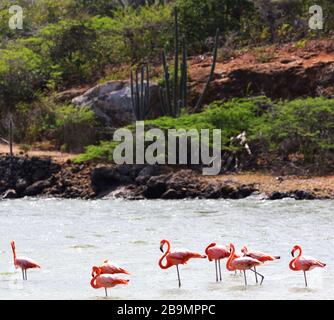 Gregge di fenicotteri nel lago Salina Slagbaai, Parco Nazionale Washington Slagbaai, Bonaire Foto Stock