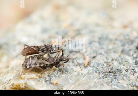 Heath assassin bug (Coranus subappterus) Foto Stock