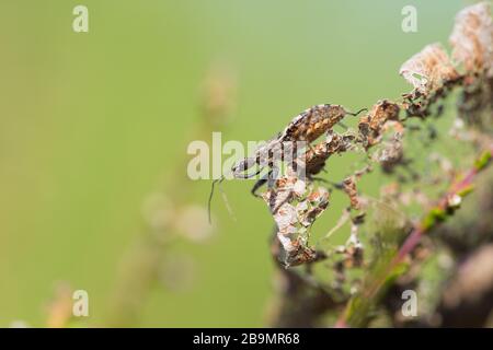 Heath assassin bug (Coranus subappterus) Foto Stock