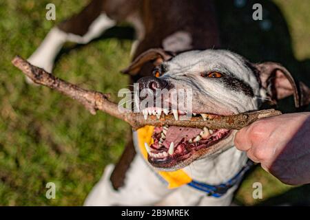 Un cane bianco e marrone che gioca con un bastone di legno che mostra i suoi denti affilati e pericolosi. Una mano umana che tiene il bastone. Giornata di sole in un parco. Foto Stock