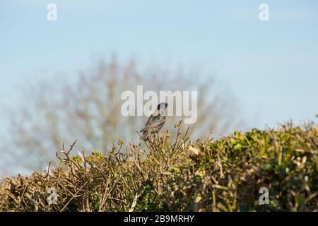 Un adulto stellato, Sturnus vulgaris, a fine marzo arroccato su una siepe sul bordo del terreno agricolo. Dorset England GB Foto Stock