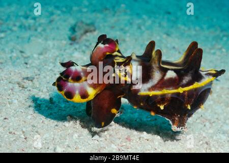 Una seppia fiammeggiante di Pfeffer (Metasepia pfefferi), estremamente velenosa, assomiglia a un piccolo ippopotamo, Panglao, Filippine Foto Stock