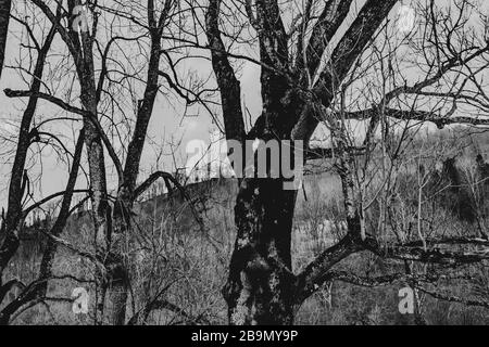 alberi vecchi in valey vuoto Foto Stock