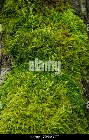 Muschio verde fresco su un tronco di albero, profondità di campo bassa, fuoco selettivo Foto Stock