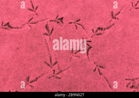 Tracce di uccelli sulla neve primo piano. Impronte sulla neve. Concetto di perdita di obiettivo. Foto Stock