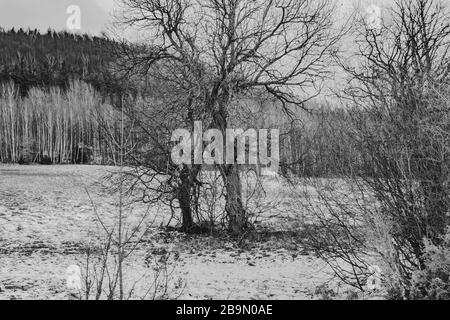 alberi vecchi in valey vuoto Foto Stock