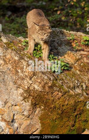 Lynx canadese in piedi su una roccia al Triple D in Montana Foto Stock