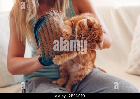 Gatto spazzolante con guanto per rimuovere i capelli degli animali domestici. Donna che si prende cura dell'animale combinandolo con guanto in gomma per le mani a casa Foto Stock