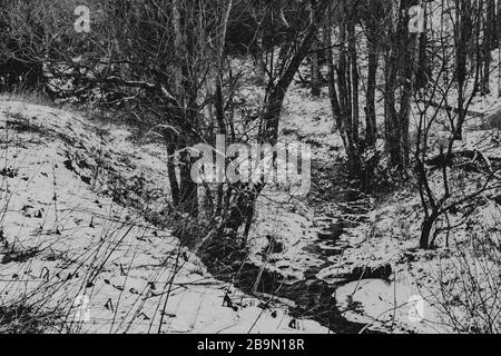 alberi vecchi in valey vuoto Foto Stock