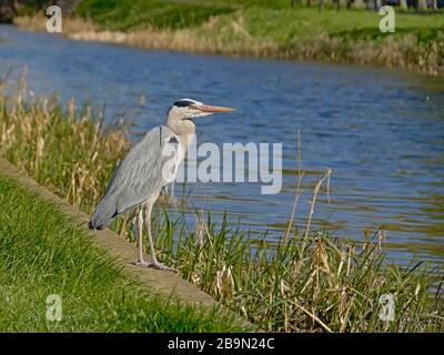 Copyright: kristof lauwers Foto Stock