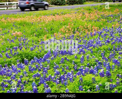 Bluebonnet, fiori nazionali del Texas e pitture indiane lungo la strada di campagna. Foto Stock