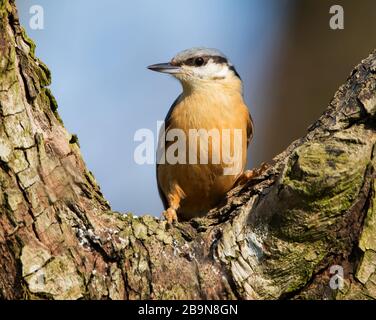 Nuthatch che si nutrirà su un tronco di albero Foto Stock