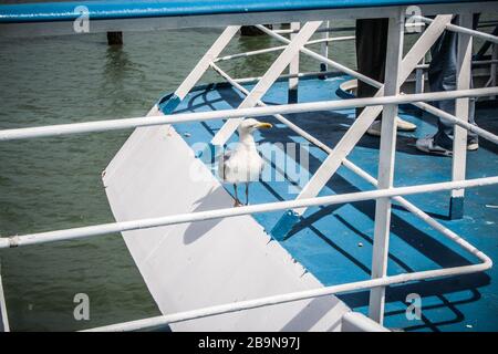 Seagull su una struttura metallica recinzione, primo piano di un traghetto blu sulla sua strada per dover da Calais Foto Stock