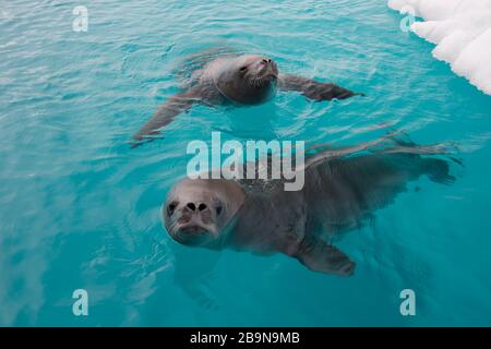 Il Crabeater foca nuotando in acqua , Antartide Foto Stock