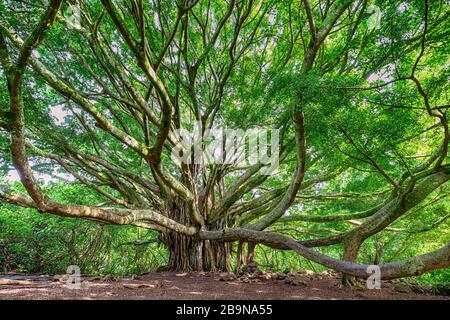 Grande albero di Banyan con rami di raggiungere a Maui, HI lungo il sentiero Pipiwai vicino alla strada per Hana Foto Stock