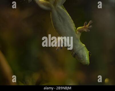 Madagascar gecko su vetro in un terrario appeso capovolto. Foto Stock