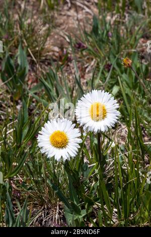 Due fiori selvatici a margherita che crescono ad un'alta quota sul Beartooth Pass, Montana. Foto Stock