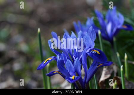 Piccole iridi blu fiorite in primavera sui aiuole dei fiori. Olandese Iris, Iris Hollandica Foto Stock