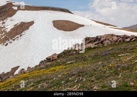 Un uomo inidentificabile che cammina su una ripida montagna per snowboard giù la neve estiva rimanente lungo la Beartooth Highway nella Foresta Nazionale di Shoshone, Foto Stock