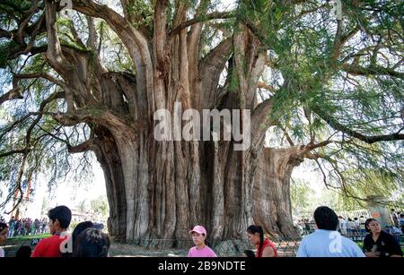 El árbol del Tule (l'albero di Tule), Santa Maria de Tule, Oaxaca, Messico Foto Stock