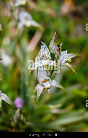 Orchidea di porcellana (Chloraea magellanica) fioritura nel Parco Nazionale Torres del Paine, Patagonia, Cile meridionale in estate Foto Stock