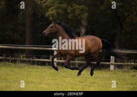 Marrone P.R.E. gelando galoppare attraverso il pascolo in autunno, Triventhal, Germania Foto Stock