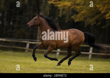 Marrone P.R.E. gelando galoppare attraverso il pascolo in autunno, Triventhal, Germania Foto Stock