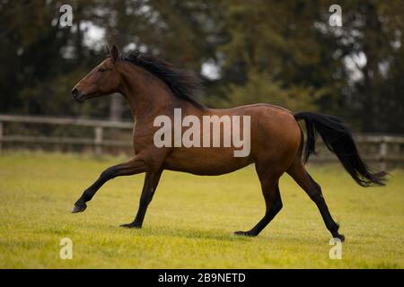 Marrone P.R.E. gelando galoppare attraverso il pascolo in autunno, Triventhal, Germania Foto Stock