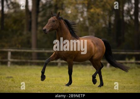 Marrone P.R.E. gelando trotto sul pascolo in autunno, Triventhal, Germania Foto Stock