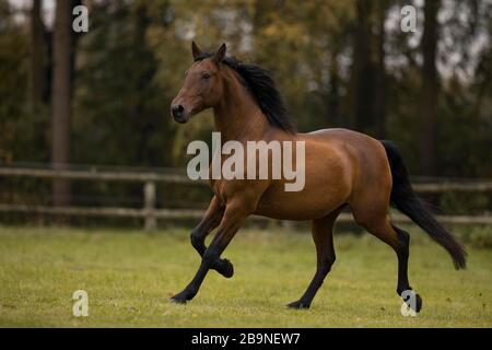 Marrone P.R.E. gelando trotto sul pascolo in autunno, Triventhal, Germania Foto Stock