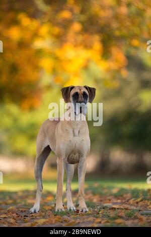 Grande Dane in autunno, Triventhal, Germania Foto Stock