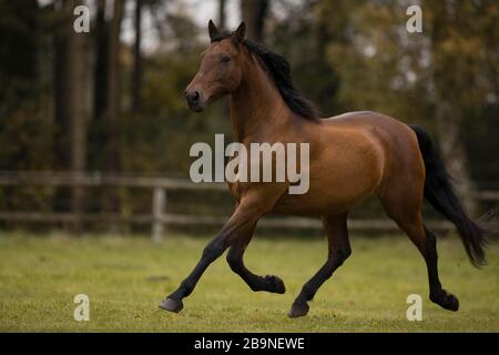 Marrone P.R.E. gelando trotto sul pascolo in autunno, Triventhal, Germania Foto Stock
