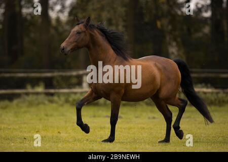 Marrone P.R.E. gelando trotto sul pascolo in autunno, Triventhal, Germania Foto Stock