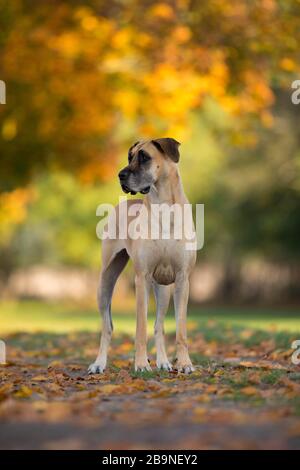 Grande Dane in autunno, Triventhal, Germania Foto Stock