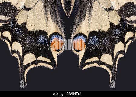 Coda di rondine (Papilio machaon), particolare, Germania Foto Stock