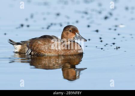 Anatra ferruginosa (Aythya nyroca) in acqua, Delta del Danubio, Romania Foto Stock