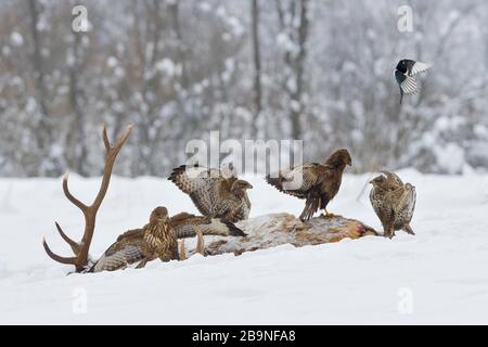 Quattro Steppe buzzard (Buteo buteo) sulla carcassa di un cervo rosso in inverno, lotta per la classifica, Tirolo, Austria Foto Stock