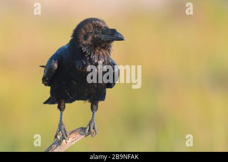 Corassone comune (Corvus corax) sul ramo, Romania, Delta del Danubio Foto Stock