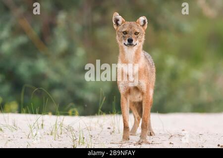 Golden jackal (Canis aureus) in piedi sul suolo sabbioso, il delta del Danubio Romania Foto Stock