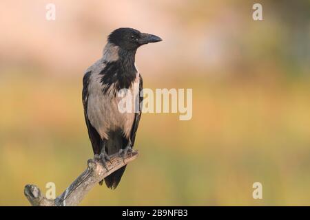 Corvo con cappuccio (Corvus corone cornix) sul ramo, Delta del Danubio, Romania Foto Stock