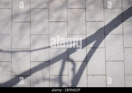 L'ombra dell'albero viene proiettata sul pavimento della strada vuoto. Barcellona. Catalogna. Spagna. Foto Stock