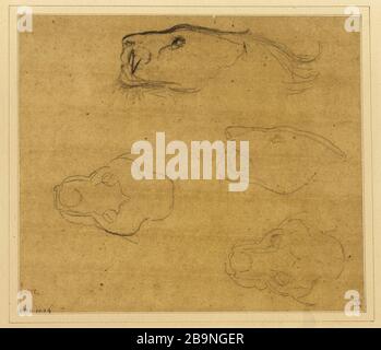 Leaf Tigers testa studia Antoine-Louis Barye (1796-1875). Feuille d'études de têtes de tigres. Crayon grafite sur papier vergé. Musée des Beaux-Arts de la Ville de Paris, Petit Palais. Foto Stock