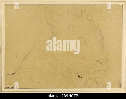 Capo della tigre Antoine-Louis Barye (1796-1875). Tête de tigre. Crayon grafite sur papier calque. Musée des Beaux-Arts de la Ville de Paris, Petit Palais. Foto Stock