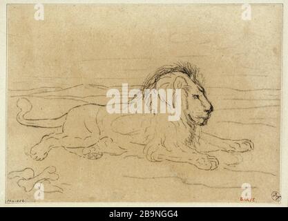 Leone che giace Antoine-Louis Barye (1796-1875). Coché leone. Crayon sur papier blanc. Musée des Beaux-Arts de la Ville de Paris, Petit Palais. Foto Stock