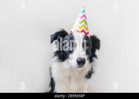 Ritratto divertente di cute sbavatura bordo del cane cucciolo collie indossare compleanno stupido cappello guardando la fotocamera isolato su sfondo bianco. Buon concetto di festa di compleanno. Animali da compagnia divertenti vita Foto Stock