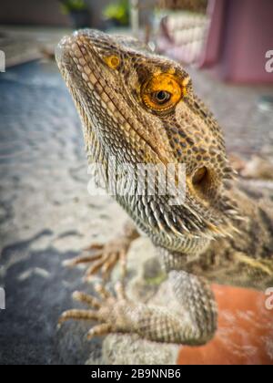 Primo piano ritratto di un drago barbuto o pogona, una simpatica lucertola australiana che si rivela essere un adorabile animale domestico Foto Stock