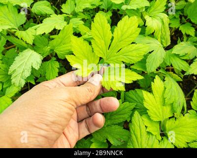 Giardinieri che raccolgono le erbe chiamate Mugwort bianco dai lotti della piantagione per controllare la qualità. Il beneficio di questa erba è aiutare il diabete di trattamento, disintossicare, Foto Stock