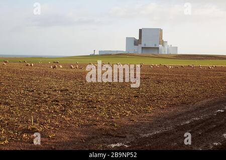 Centrale nucleare di Torness con pecore in un campo Foto Stock