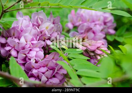 Bella Rosa Acacia, Robinia pseudoacacia, fioritura nel Giardino primaverile. Robinia Viscosa primo piano. Primavera stagionale sfondo/ Foto Stock