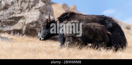 Ritratto di tuacchi e tuacchi al pascolo nel paesaggio alpino autunnale dell'asia centrale nelle montagne Tian Shan vicino a Kol Suu in Kirghizistan Foto Stock